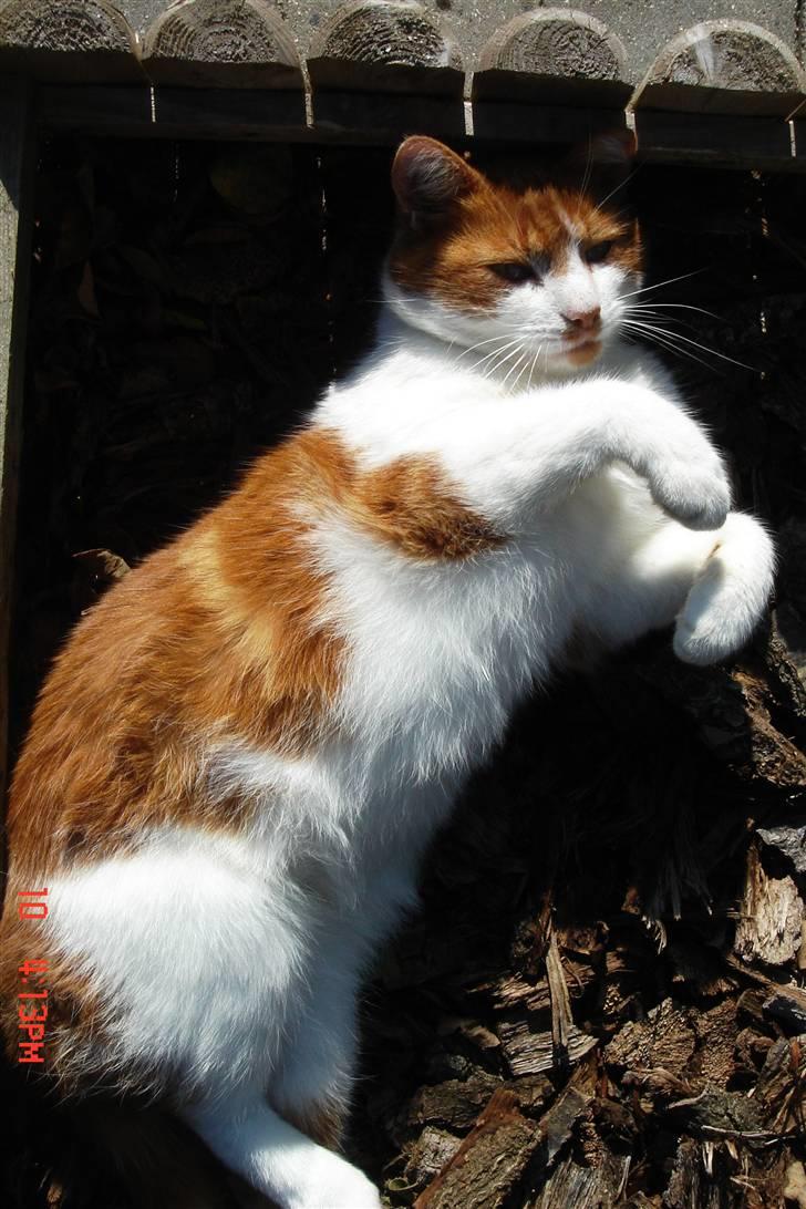 Perser Lulu - - Felix hendes bedste ven billede 7