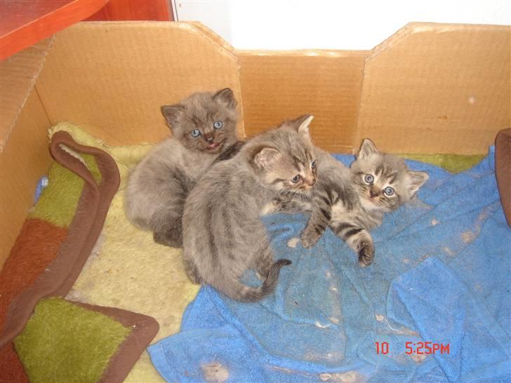 Perser Lulu - - Nogle af de mange killinger billede 8