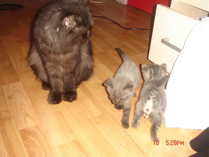 Perser Lulu - - Mor passer godt på sine missere billede 9