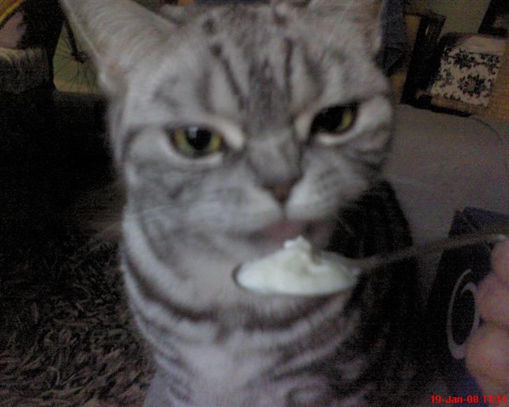 British Shorthair Albert - Mmh youghurt..... billede 11