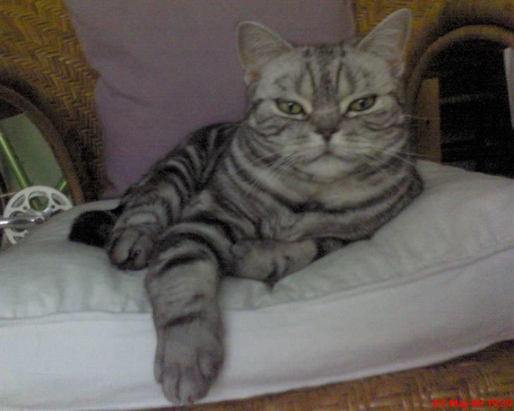 British Shorthair Albert - hva´ så der!!!  2 år gammel og en rigtig bandit. billede 12