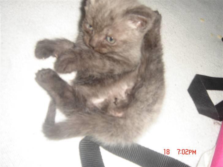 Perser Lulu - - Taget fra en god vinkel billede 10