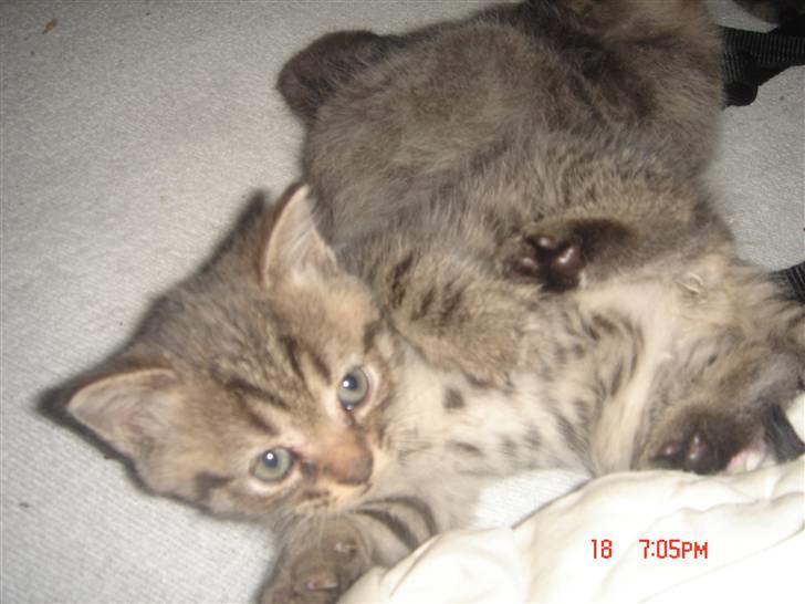 Perser Lulu billede 11