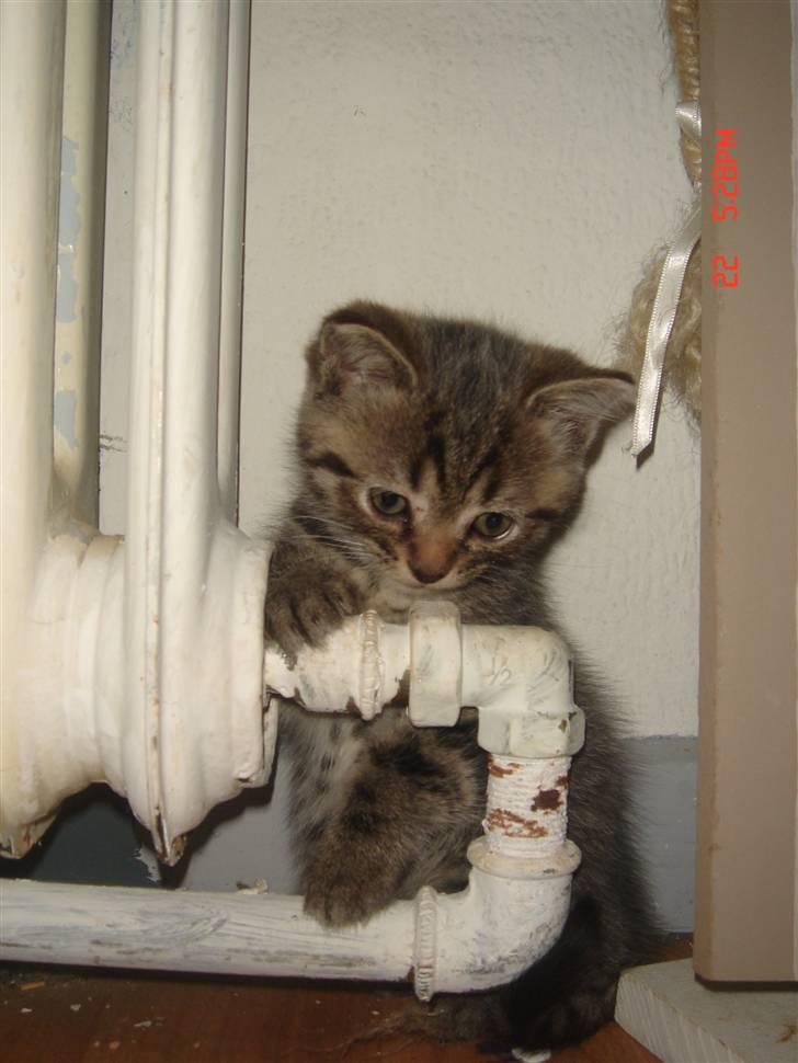 Perser Lulu - - Er jeg ikke bare sød ? billede 12