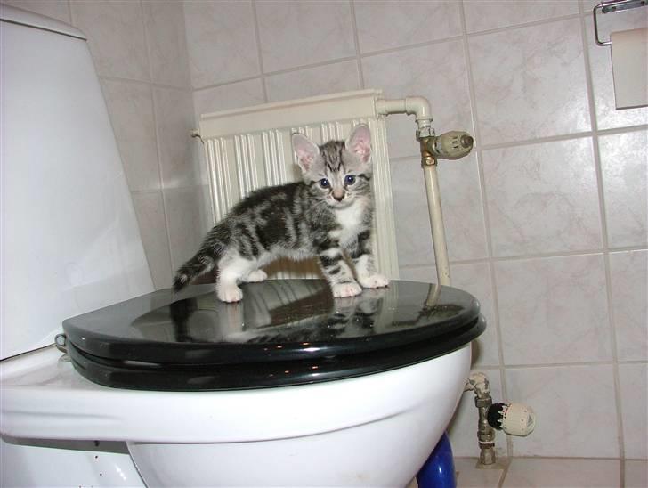 Huskat Boogie Woogie billede 6