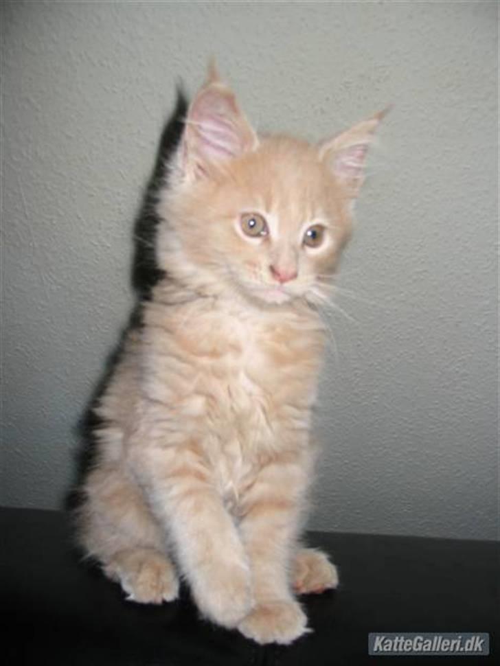 Maine Coon Mikkel<3 billede 15