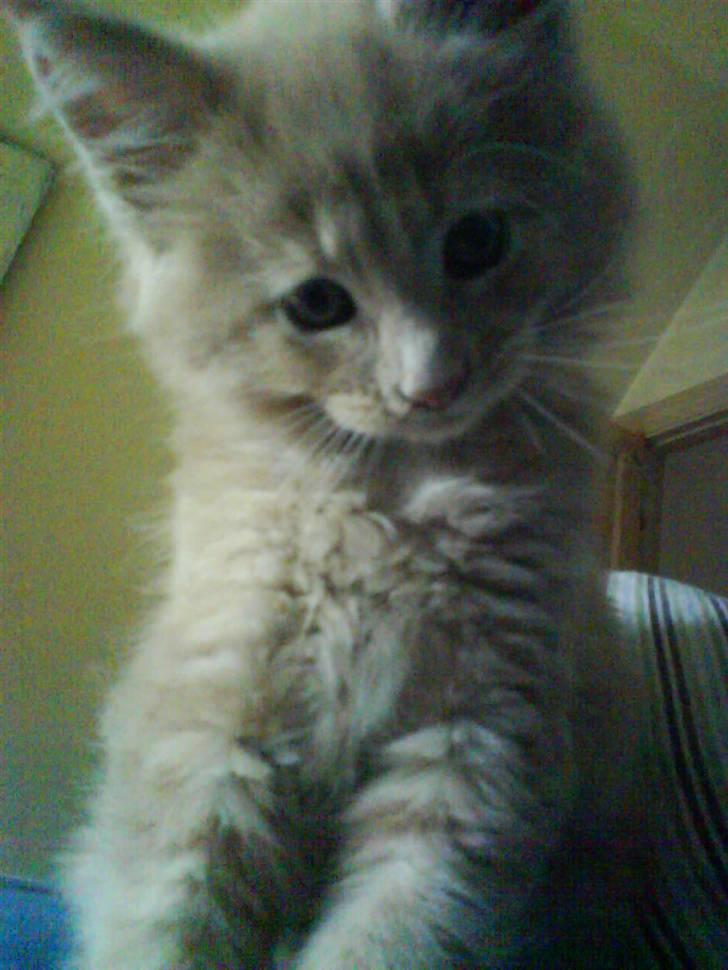 Maine Coon Mikkel<3 - nårrrr<3 billede 16