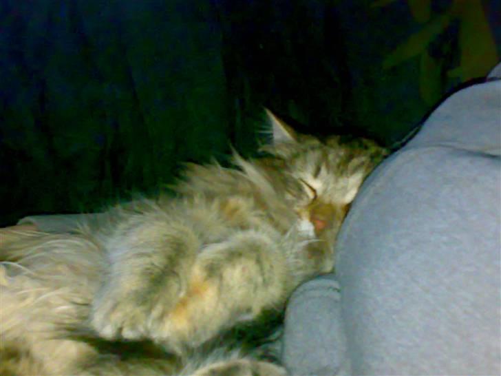 Norsk Skovkat Jessica - jeg kan godt lide at putte billede 2