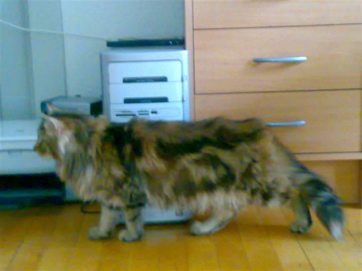 Norsk Skovkat Jessica - hvor gik han hen billede 3