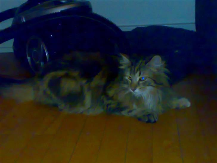 Norsk Skovkat Jessica billede 4