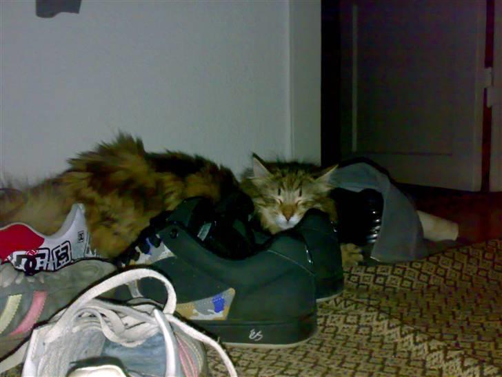 Norsk Skovkat Jessica - mmh sko billede 5