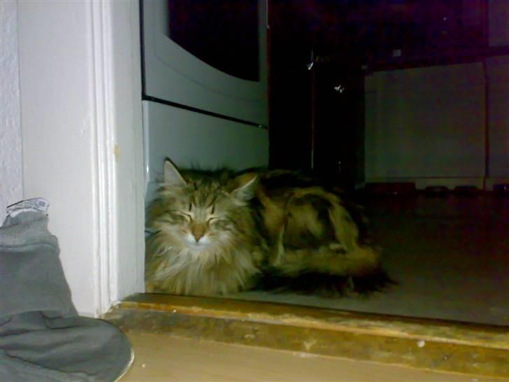 Norsk Skovkat Jessica billede 6