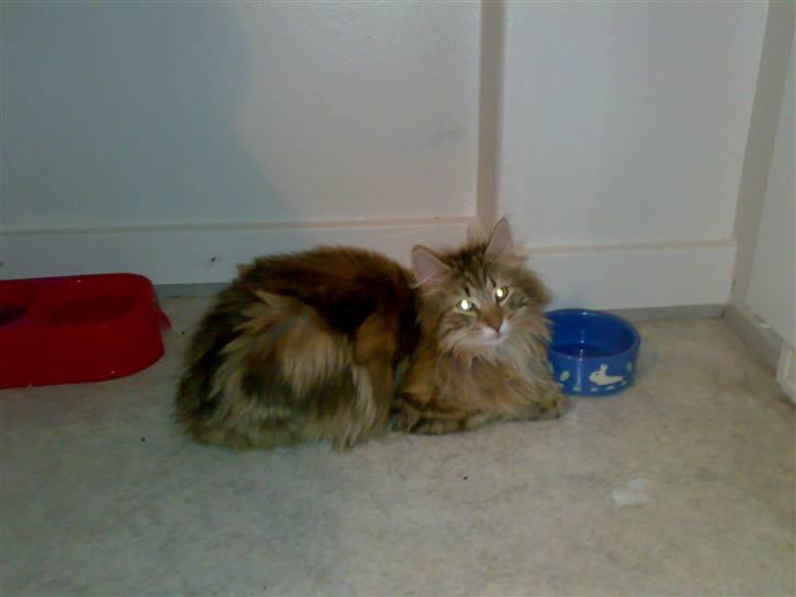 Norsk Skovkat Jessica billede 7