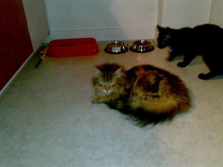 Norsk Skovkat Jessica billede 8