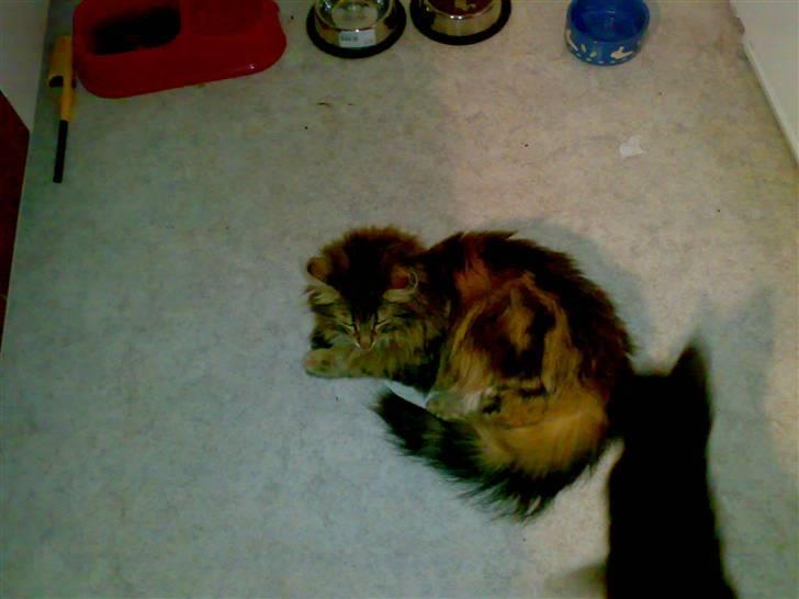 Norsk Skovkat Jessica billede 9