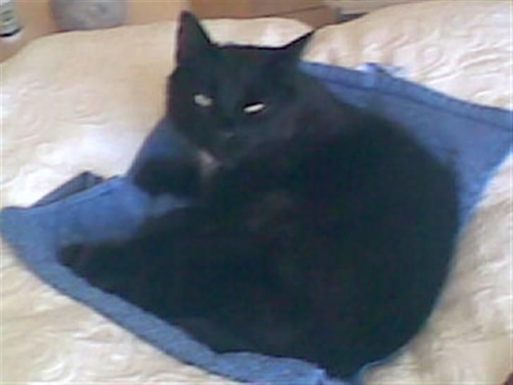 Huskat Bagherra billede 1