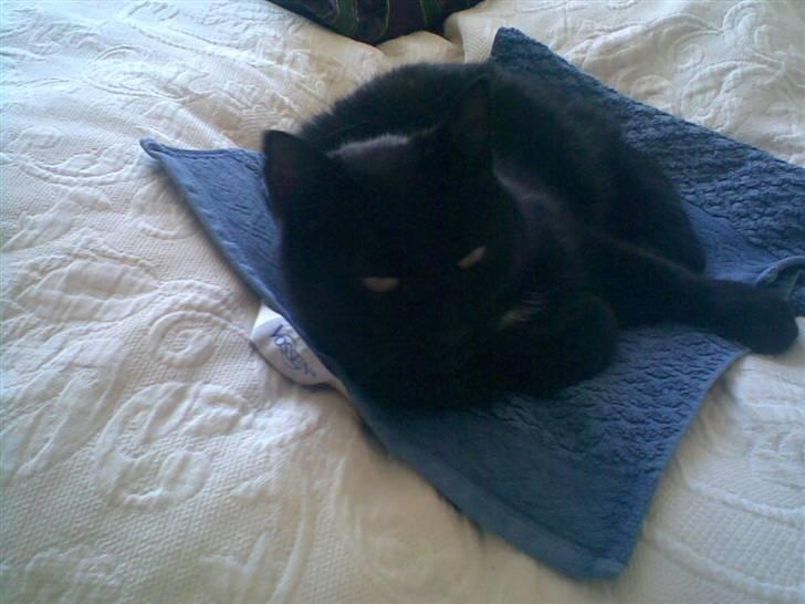 Huskat Bagherra billede 2