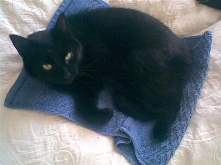 Huskat Bagherra billede 3