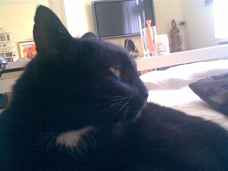 Huskat Bagherra billede 4