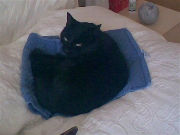 Huskat Bagherra billede 5