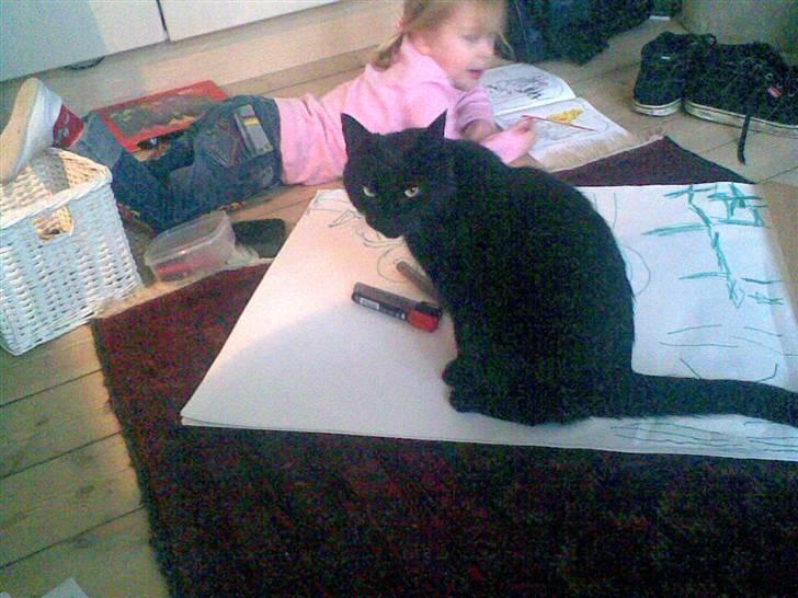 Huskat Bagherra billede 6