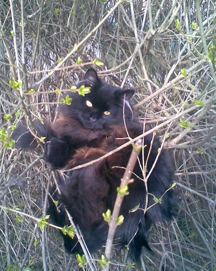 Blanding af racer Harry billede 13