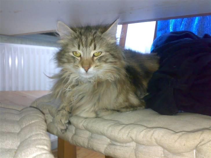 Norsk Skovkat Jessica billede 10