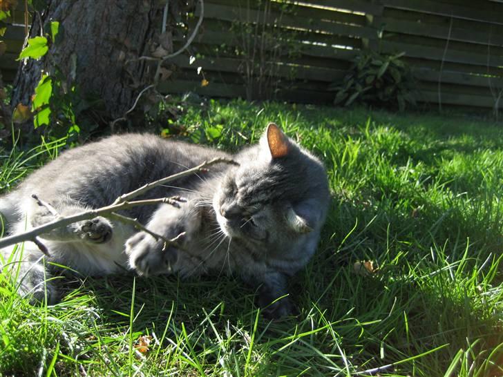 Blanding af racer spider billede 9