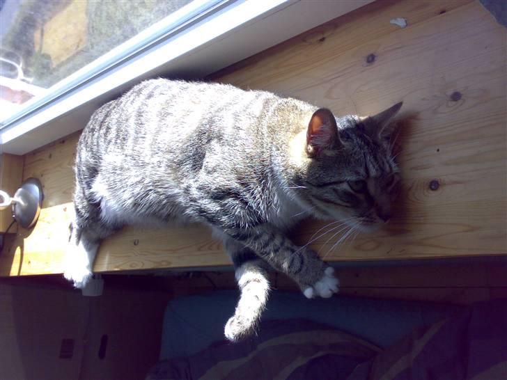 Blanding af racer benjamin - jeg gider ikke flytte mig billede 14