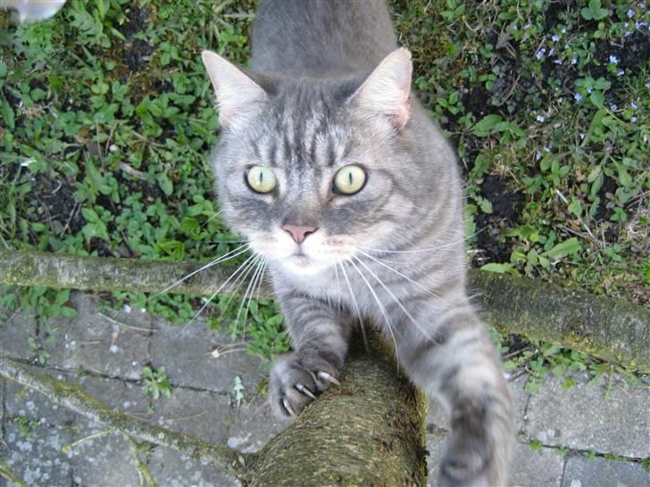 Blanding af racer spider billede 11