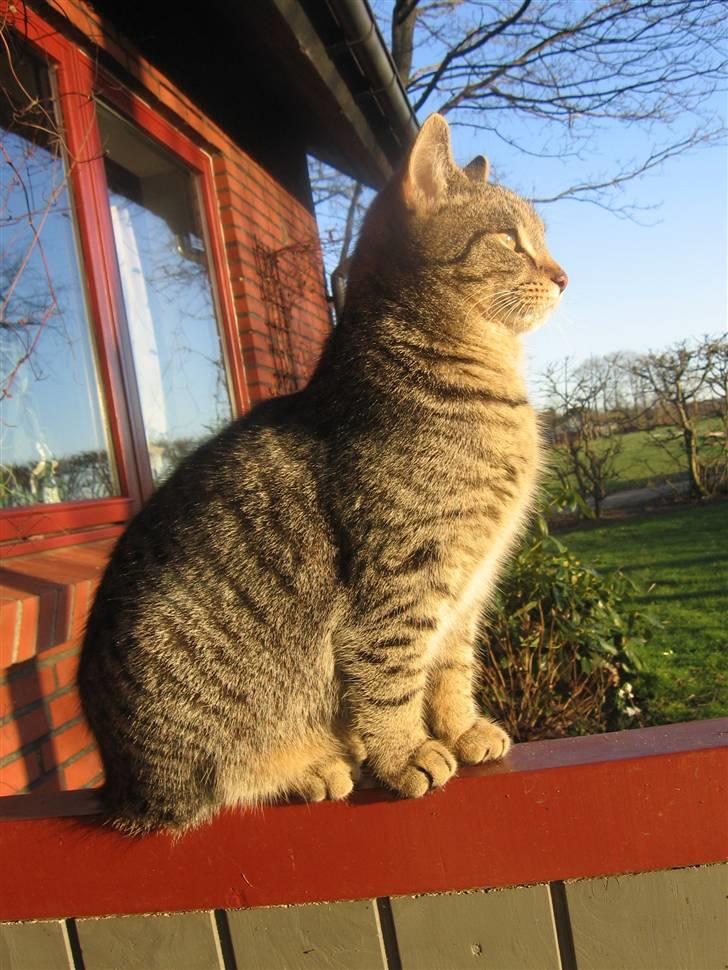 Huskat Fede Finn - Løvernes konge :D billede 1