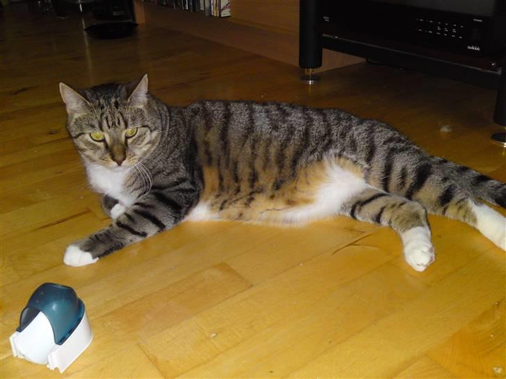 Blanding af racer benjamin billede 15