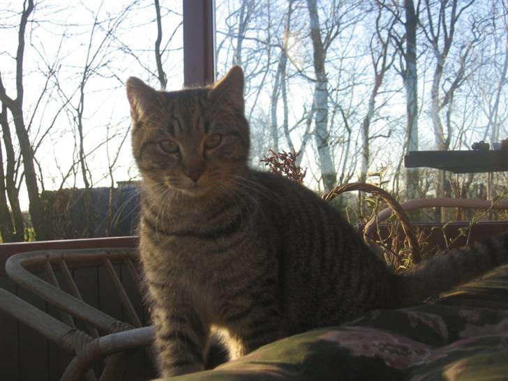 Huskat Fede Finn - Kærligheden brænder :D billede 2