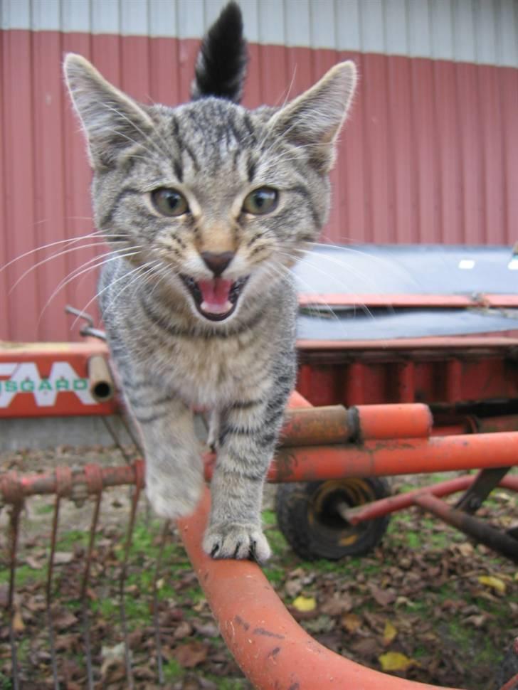 Huskat Fede Finn - Mijav :D billede 3