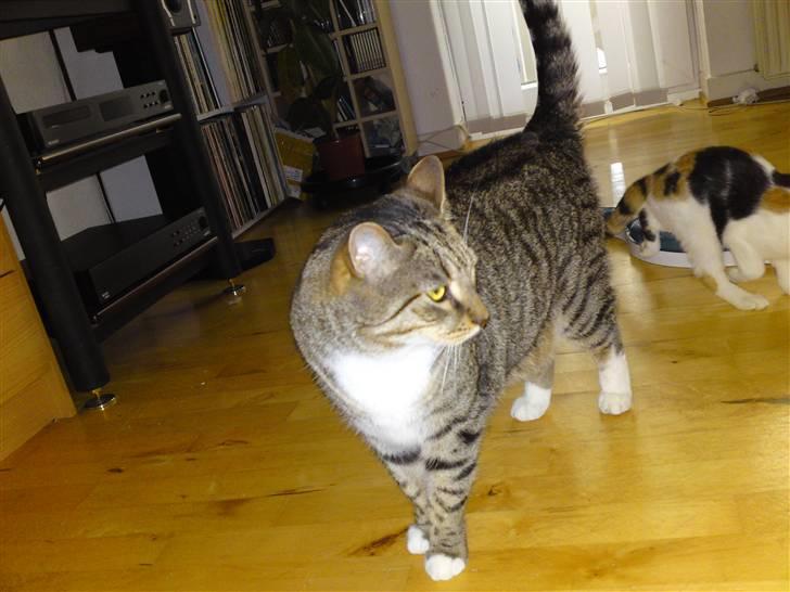 Blanding af racer benjamin billede 16