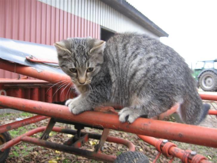 Huskat Fede Finn - :D billede 4