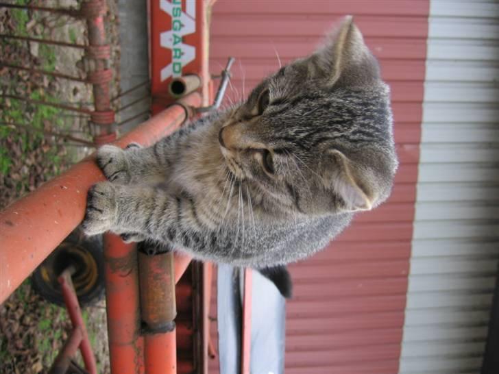 Huskat Fede Finn - :D billede 5