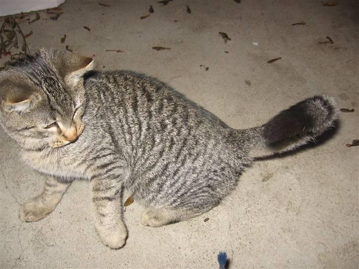 Huskat Fede Finn - Jeg skulle lokke ham med en pisk :D billede 6