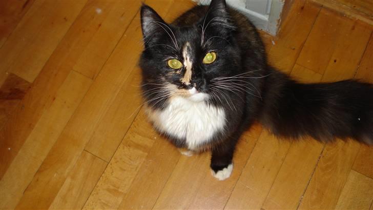 Blanding af racer Speddie billede 2