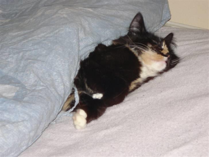 Blanding af racer Speddie billede 4