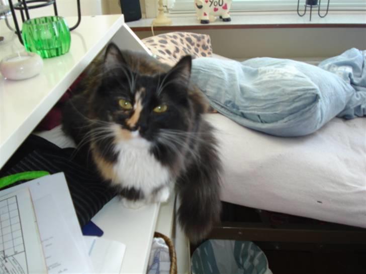 Blanding af racer Speddie billede 5