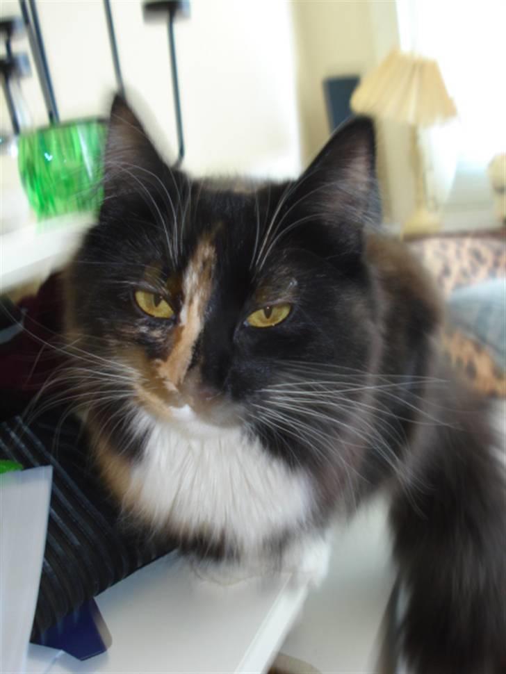 Blanding af racer Speddie billede 6