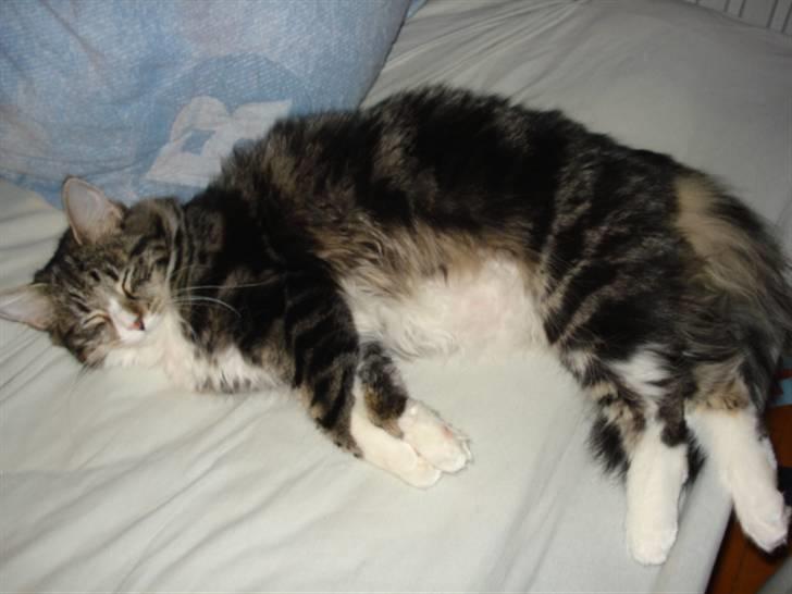 Blanding af racer Buske - Løbet væk :'( billede 14