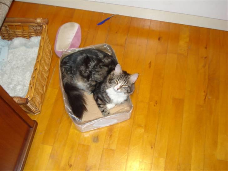 Blanding af racer Buske - Løbet væk :'( billede 15