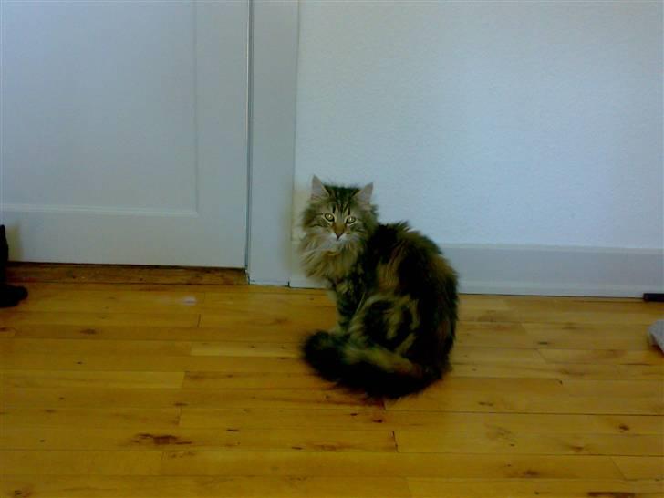 Norsk Skovkat Jessica billede 11