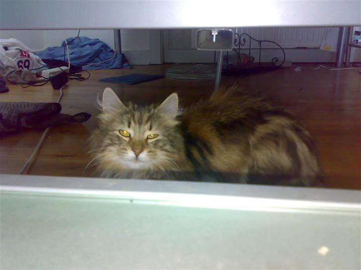 Norsk Skovkat Jessica - jeg holder øje med dig billede 12