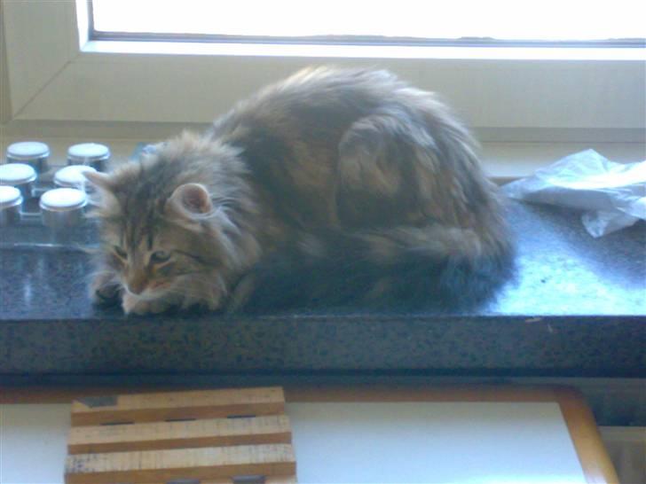 Norsk Skovkat Jessica billede 13