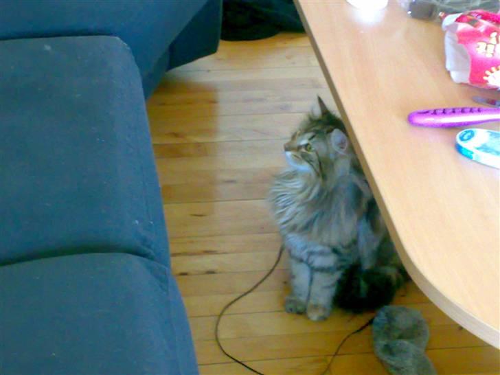 Norsk Skovkat Jessica - hvorfor hoppede Gimli derop billede 14