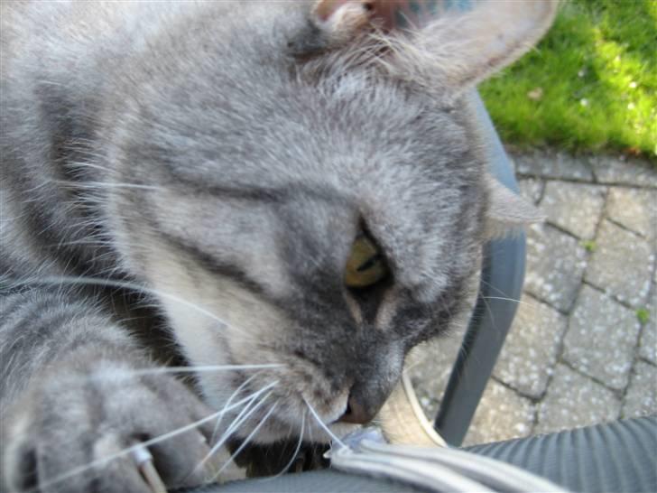 Blanding af racer spider billede 13