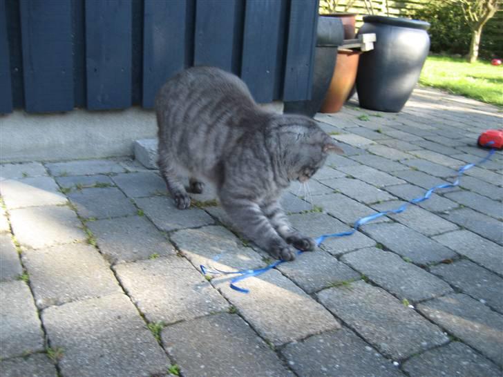 Blanding af racer spider billede 14